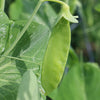 Snow Pea Seeds - Dwarf Sugar Grey - Pisum sativum