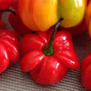 Habanero Pepper Seeds - Capsicum frutescens