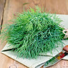 Dill Seeds - Mammoth Long Island - Anethum graveolens