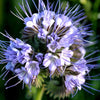 Lacy Phacelia Seeds - Phacelia tanacetifolia