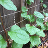 Malabar Spinach Seeds - Basella alba