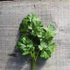 Parsley Seeds - Italian Giant - Petroselunum crispum