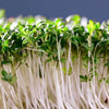 Curled Cress Seeds - Garden Cress - Pepper Cress - Lepidium sativum