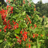 Scarlet Runner Bean Seeds - Phaseolus coccineus