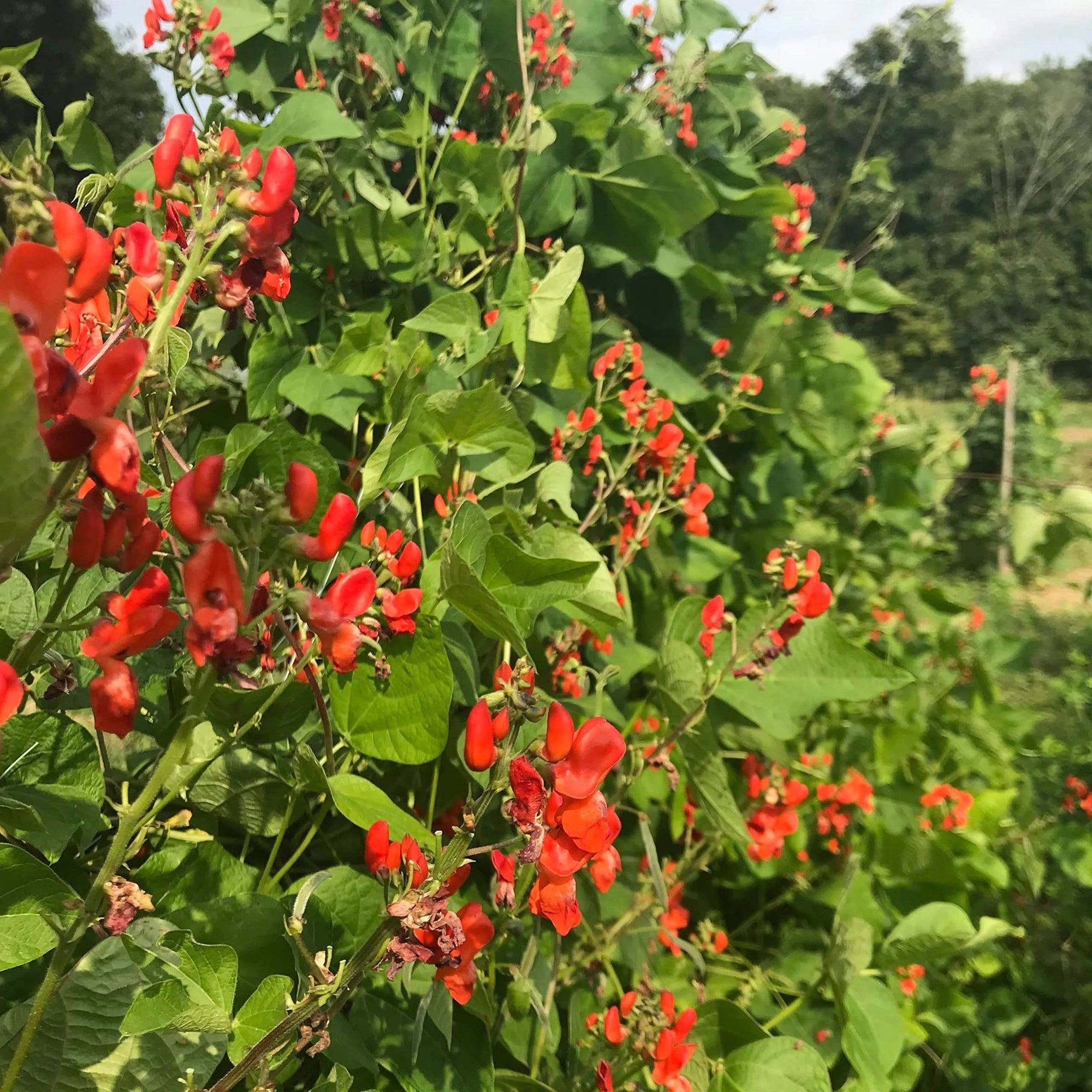 Scarlet Runner Bean Seeds - Phaseolus coccineus