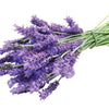 English Lavender Seeds - Lavandula angustifolia