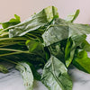 Ong Choy Seeds - Kong Xin Cai - Kangkong