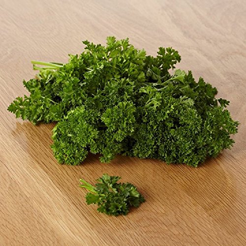 Parsley Seeds - Triple Curled - Petroselinum crispum