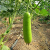 Bottle Gourd Seeds - Opo Squash - Lagenaria siceraria