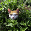 Gaea's Blessing Seeds - Catnip Seeds - Non-GMO Heirloom Seeds Nepata Cataria Open-Pollinated - with Easy to Follow Instructions - 90% Germination Rate Net Wt. 1.1g