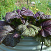Mustard Greens Seeds - Osaka Purple - Brassica juncea