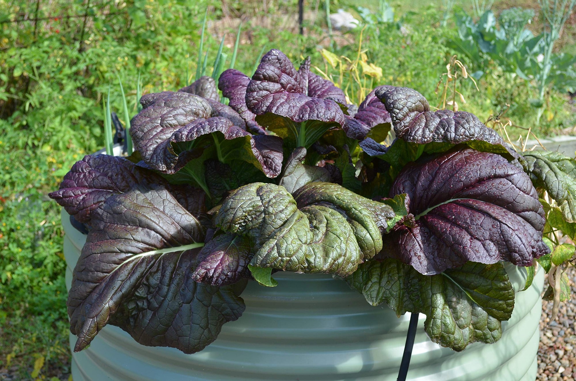 Mustard Greens Seeds - Osaka Purple - Brassica juncea
