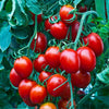 Cherry Tomato Seeds - Small Red Cherry Heirloom - Lycopersicon esculentum