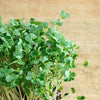 Curled Cress Seeds - Garden Cress - Pepper Cress - Lepidium sativum