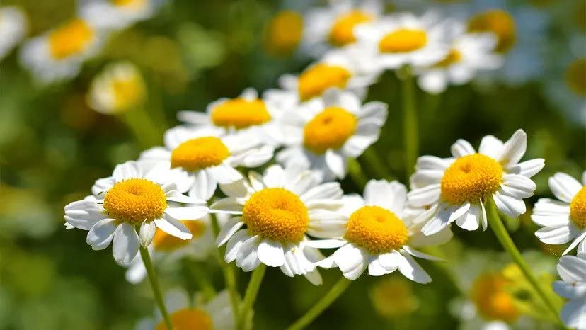 Gaea's Blessing Feverfew Seeds - Thumbnail 3