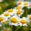 Feverfew Seeds - Tanacetum parthenium