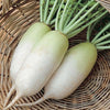 Daikon Radish Seeds - Summit F1 Hybrid - Korean Type - Raphinus sativus var. longipinnatus