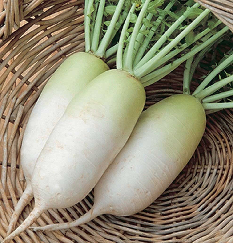 Daikon Radish Seeds - Summit F1 Hybrid - Korean Type - Raphinus sativus var. longipinnatus