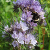 Lacy Phacelia Seeds - Phacelia tanacetifolia