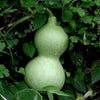 Bottle Gourd Seeds - Calabash Gourd - Lagenaria Siceraria
