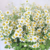 Feverfew Seeds - Tanacetum parthenium