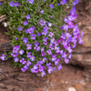 Aubrieta Seeds - Rockcress Seeds - Aubrieta deltoidea