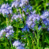 Lacy Phacelia Seeds - Phacelia tanacetifolia