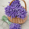 English Lavender Seeds - Lavandula angustifolia