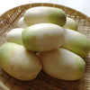 Daikon Radish Seeds - Summit F1 Hybrid - Korean Type - Raphinus sativus var. longipinnatus