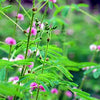 Sensitive Plant Seeds - Mimosa pudica