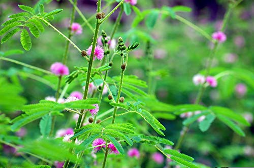germinating sensitive plant seeds Sensitive Plant Seeds