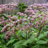 Joe Pye Weed Seeds - Eupatorium maculatum