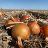 Gaea's Blessing Seeds - Onion Seeds - Non-GMO Heirloom Seeds with Easy to Follow Instructions