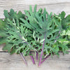 Gaea's Blessing Seeds - Kale Seeds - Non-GMO Seeds with Easy to Follow Planting Instructions - Open Pollinated, Untreated Heirloom