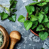 Stinging Nettle Seeds - Urtica dioica, Non GMO, Open Pollinated, Heirloom