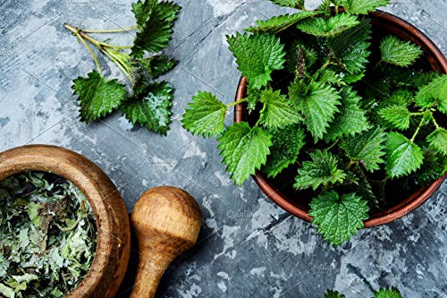 Stinging Nettle Seeds - Urtica dioica, Non GMO, Open Pollinated, Heirloom