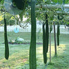 Luffa Gourd Seeds - Bonanza - Luffa acutangula