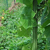 Luffa Gourd Seeds - Bonanza - Luffa acutangula