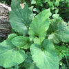 Gaea's Blessing Seeds - Burdock Seeds - Non-GMO Seeds with Easy to Follow Planting Instructions - Open-Pollinated High Yield Heirloom