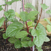 Malabar Spinach Seeds - Basella alba