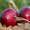 Gaea's Blessing Seeds - Onion Seeds - Non-GMO Heirloom Seeds with Easy to Follow Instructions