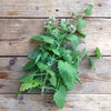 Gaea's Blessing Seeds - Catnip Seeds - Non-GMO Heirloom Seeds Nepata Cataria Open-Pollinated - with Easy to Follow Instructions - 90% Germination Rate Net Wt. 1.1g