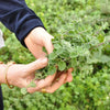 Italian Oregano Seeds - Origanum vulgare