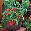 Cherry Tomato Seeds - Small Red Cherry Heirloom - Lycopersicon esculentum