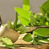 Sage Seeds - Salvia officinalis