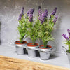 English Lavender Seeds - Lavandula angustifolia