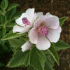 Marshmallow Seeds - Althea officinalis
