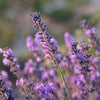 English Lavender Seeds - Lavandula angustifolia