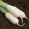 Daikon Radish Seeds - Summit F1 Hybrid - Korean Type - Raphinus sativus var. longipinnatus
