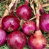 Gaea's Blessing Seeds - Onion Seeds - Non-GMO Heirloom Seeds with Easy to Follow Instructions